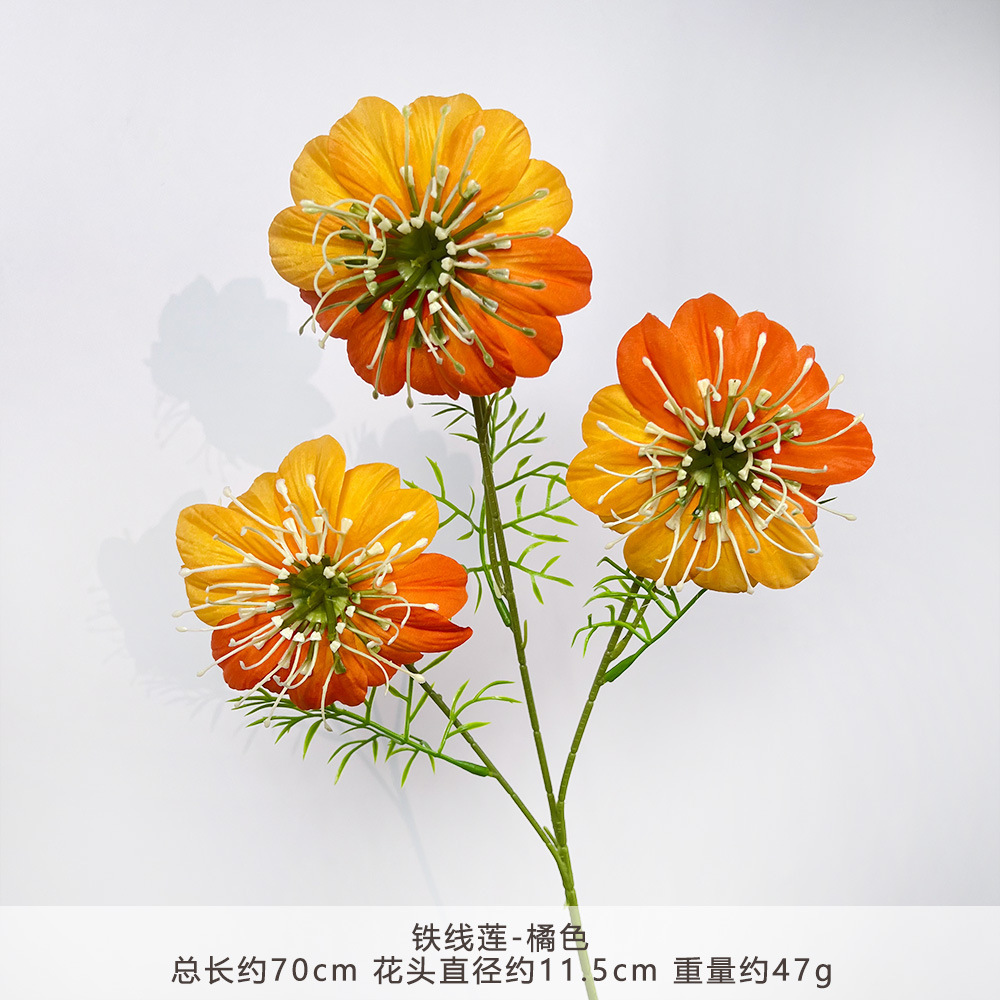 CC-铁线莲-橘色