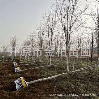 北方耐寒美国红枫秋火焰庭院行道树造园扦插小苗丛生美国红枫树苗