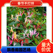 一件代发四季金银花苗盆栽地栽可食用阳台庭院花园爬藤花卉绿植耐
