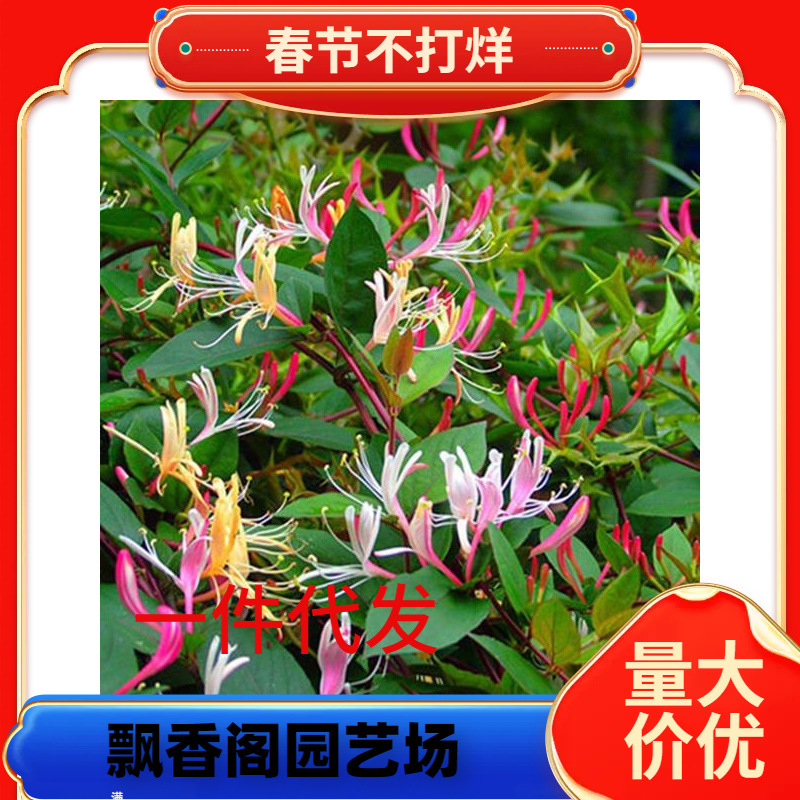 一件代发四季金银花苗盆栽地栽可食用阳台庭院花园爬藤花卉绿植耐