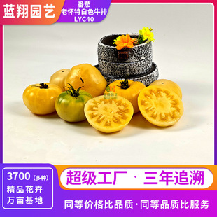 ��Ҋ��ɫ���� �ϑ��؂��Ҍ�Ʒ�N ͥԺ�����ļ����N�߲˷N��
