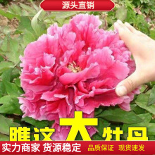 ذĵNꖼtĵNļͥԺ̨ԻܷN