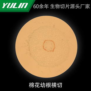Cotton Juvenile Root Slice Microbial Specimen Microscope Biological Slice High School Teaching Experimental Instrument Scientific Research Slide