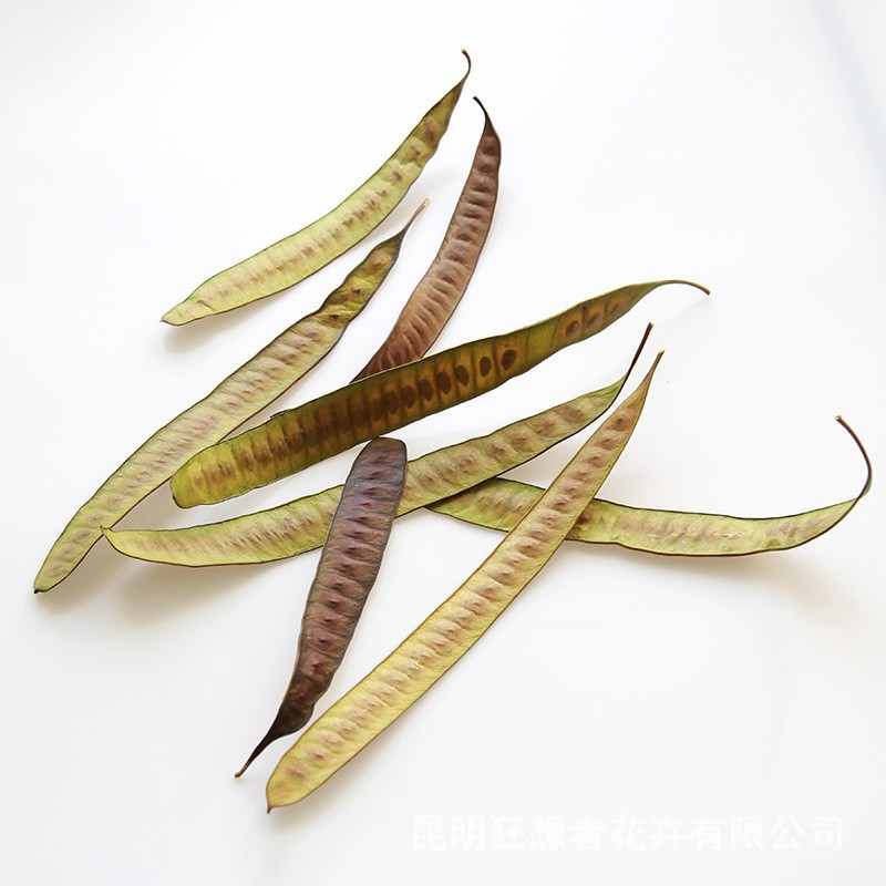 Gói nguyên liệu đậu lăng (10 chiếc trong một gói)