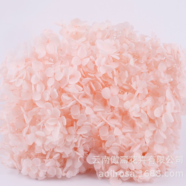 Grado A Anna Hortensia flor permanente flor seca Hortensia de hoja pequeña 20g Hortensia en caja fábrica al por mayor MATERIAL DE FLOR DE San Valentín