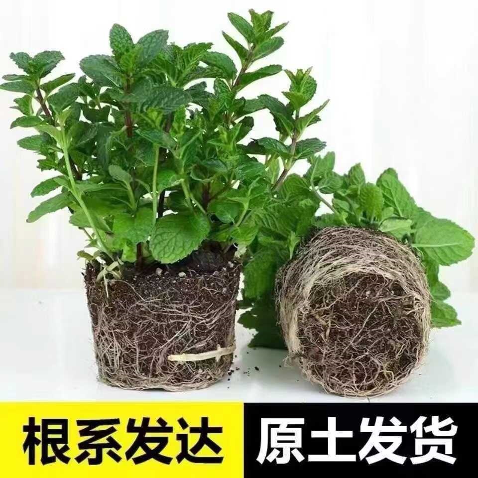 Potted Mint, Fresh Edible Mint Seedlings, Mosquito-Repelling Plant, Easy-To-Grow Hydroponic Flowers, Indoor Air-Purifying Green Plants