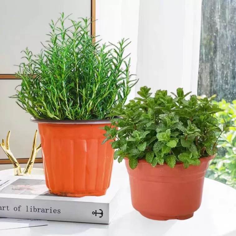 [대형냄비 식용조합] 민트 + 로즈마리 + 영양액