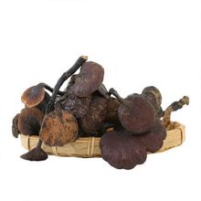 云南深山采摘的天然野生竹灵芝  长颈灵芝 小红灵芝 紫灵芝500批