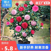 ����ɽ�軨���Ԏ�������ɫ�൤����ֲ���҃��ͺ��軨�����ļ��_��