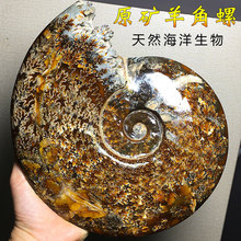 天然海洋古生物化石羊角螺玉化螺斑彩螺菊花石原矿石教学标本摆件