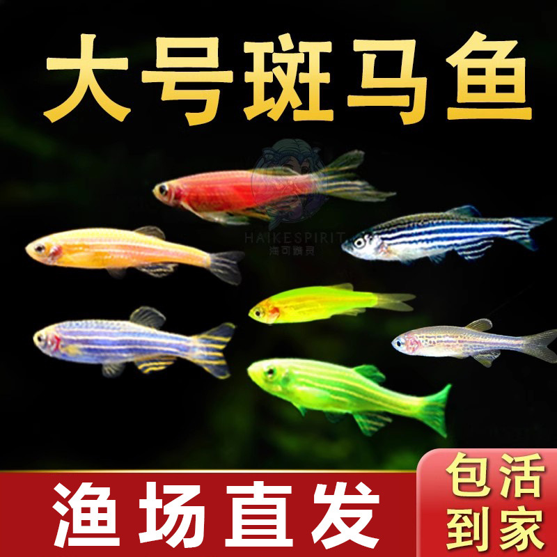 大号斑马鱼热带观赏鱼孔雀鱼灯科红绿灯鱼小型活鱼水鱼淡水好养