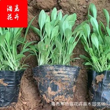 ���u�շNֲ���� ���^�����^�p���r�л� �޸����ܴ󻨽��u��С��