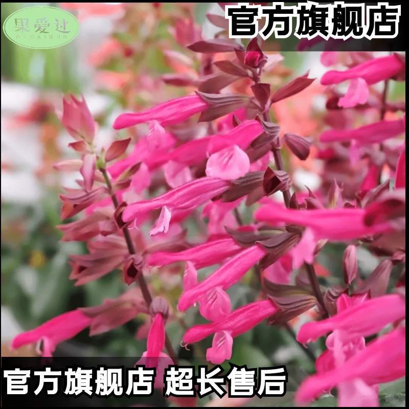 Una cadena de semillas rojas cadena de semillas rojas resistente a altas temperaturas resistente a la sequía flores polvo largo blanco púrpura mezcla jardín en maceta semillas de plantas mar de flores