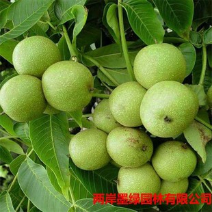 �޽Ӻ��Ҙ���������ϱ����Nֲɽ������8518���Ա�����Ƥ����Y��