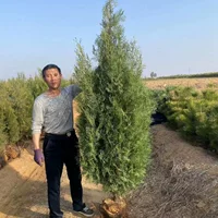 Оптовые базовые поставки саженцев Platycladus arborvitae, проектные саженцы, саженцы для зеленения дорог, большие количества, бесплатная доставка
