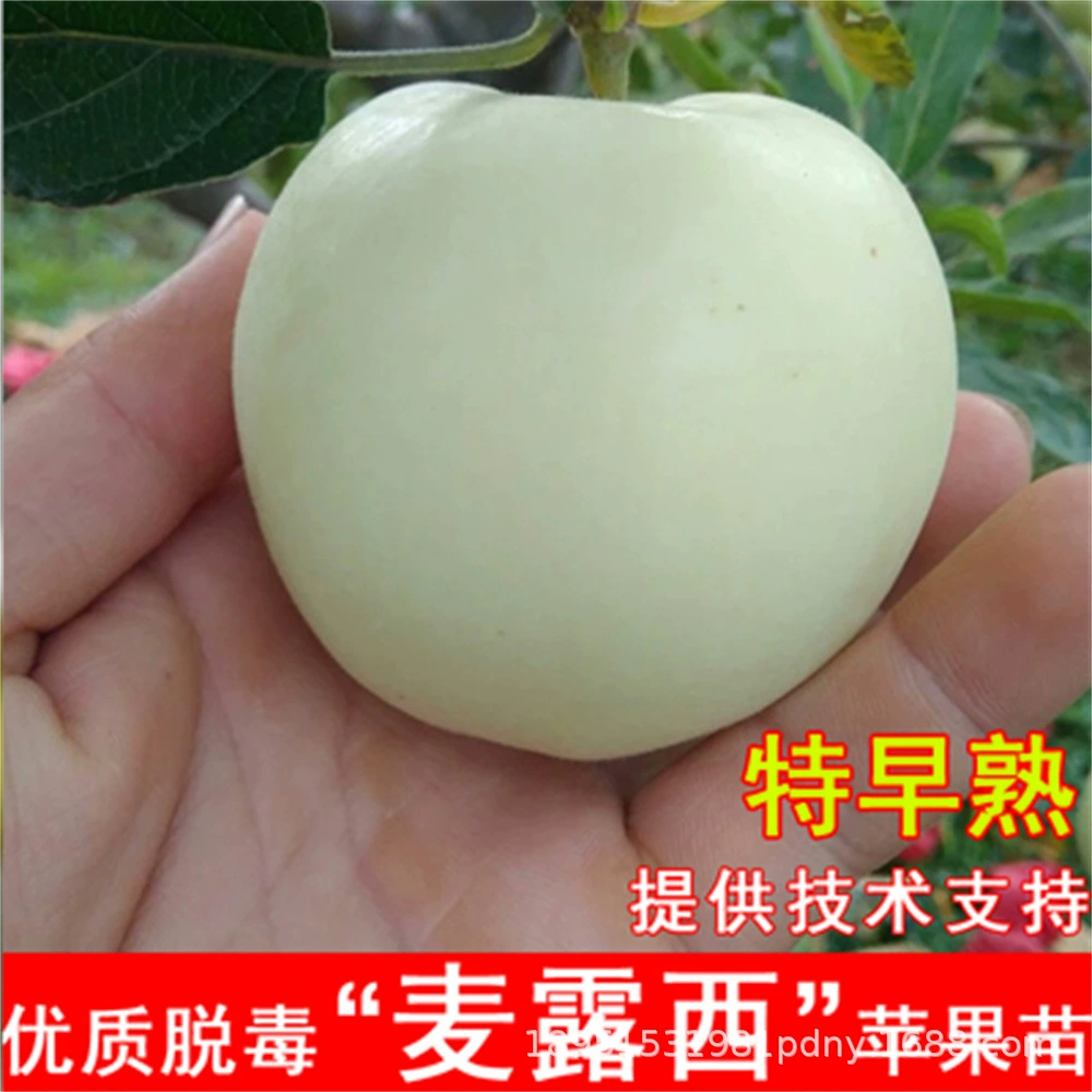 Саженцы яблок Люси японской пшеницы раннеспелые саженцы зеленых яблок в горшках посадка Северный Южный двор итоги посадки за год