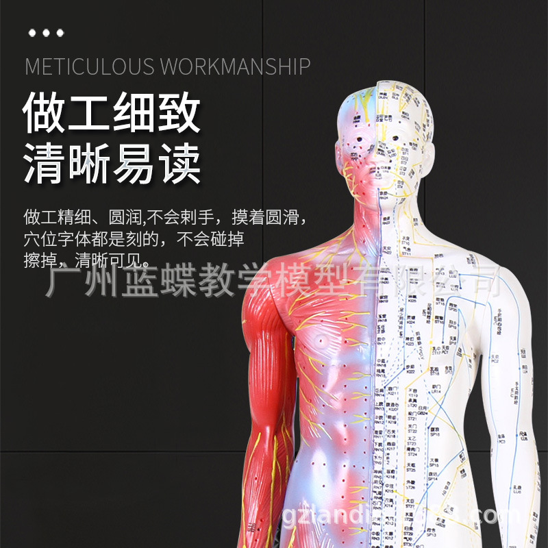 ���ֳ���85CM��Ƥ���뼡�����ģ���������Ѩλ����ģ����ҽ��ѧ