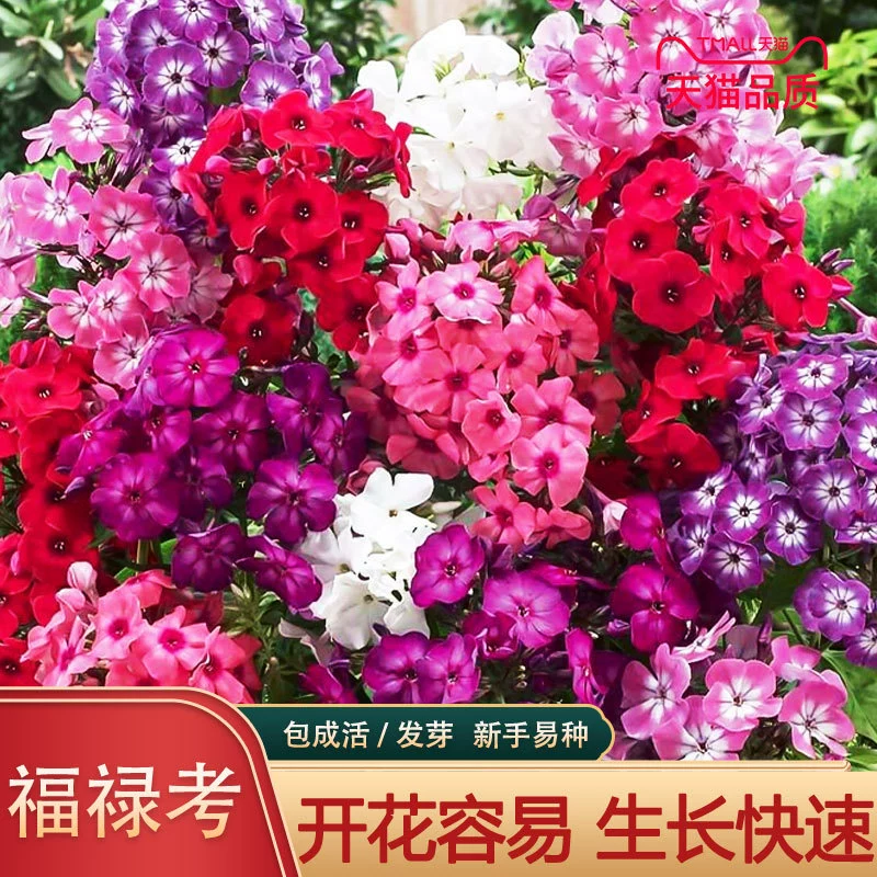 Семена цветов флоксов, сыр, семена вишневого цвета, пятицветный сливовый сад, легко жить, семена цветов, морские Холодостойкие, устойчивые к тени, цветочные семена