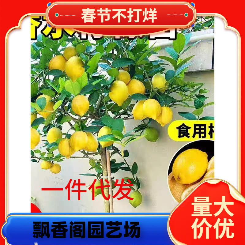正宗台湾香水柠檬树树苗盆栽四季客厅绿植阳台室外带果柠檬苗树苗