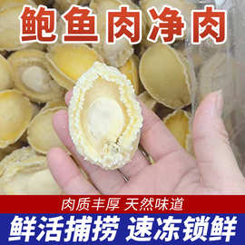 新鲜冷冻鲍鱼速冻鲍鱼净肉去壳去内脏活冻鲍鱼佛跳墙烧烤串串商用