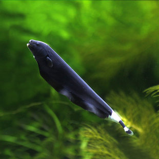 �Ꭷ�~�^�p�~С�ͻ��wħ�����~��ħ����ˮ������B�ɻ��B����ë�~