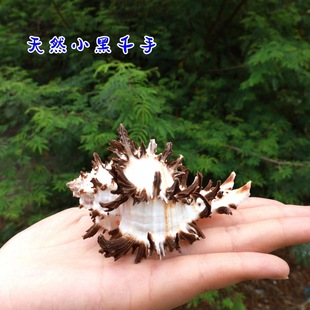 ��Ȼؐ������С��ǧ���ݼľ�з��Q����ؐ�~�~���쾰diy���l