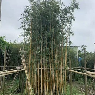 2411B Jasper Golden Bamboo Seedlings Are Now Dug and Sold for Community House Walls and Hedges. Bamboo Species Can Be Potted