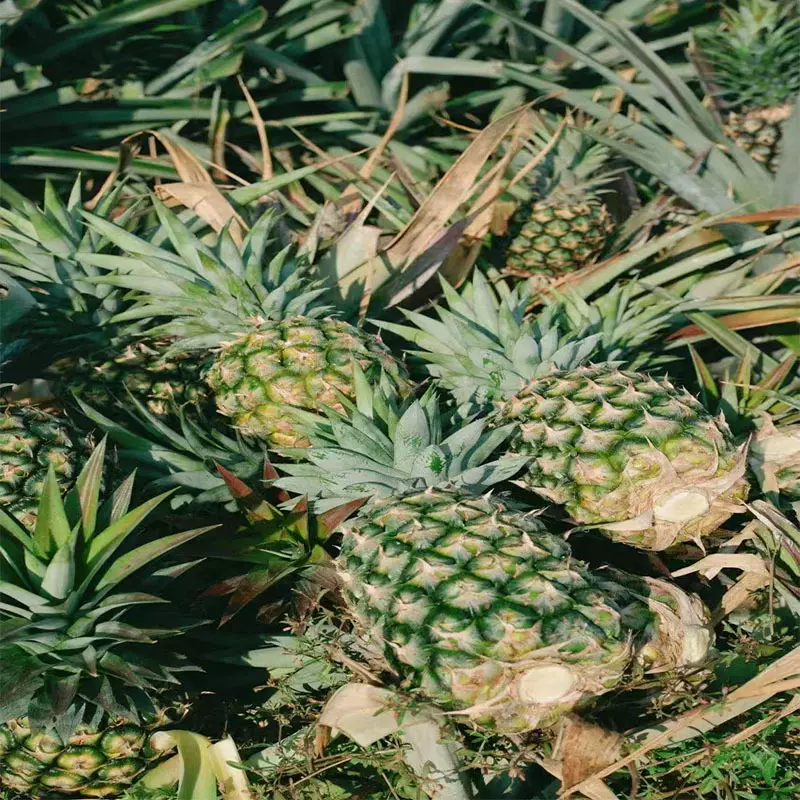 海南金钻凤梨非徐闻菠萝新鲜水果无眼手撕水整箱香甜应季海南产地