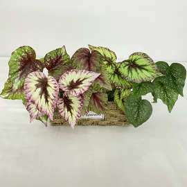 小把7头尖海棠绿植盆栽 节庆家居装饰仿真绿叶植物墙配材装饰叶子