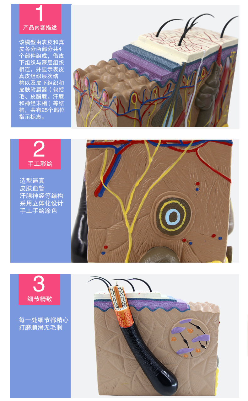皮肤模型_07.jpg