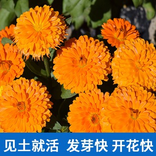 ���l���N�ӽ�K�Ո@�־��^�G������ͥԺ�����ļ��׷N���ܼ�ͥ�@ˇ