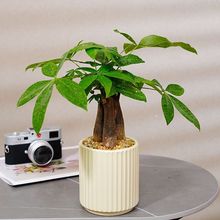 �lؔ�仢Ƥ�m��ͥ�����k���҃�����С�Gֲ���û����ļ����Bֲ��