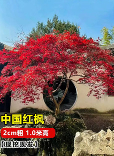 �Ӽ��ļ� ֲ�ձ��t������t�輧ͥԺ�e���Ї������t��
