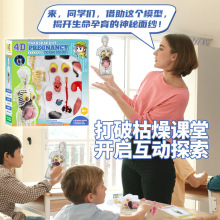 孕妇解剖模型玩具手工拼装人体器官骨骼学生早教益智玩具diy拼装