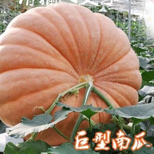 �����ϹϷN�Ӵ��Ϲ��Ӵ�̖�ϹϷN���׷N�^�p