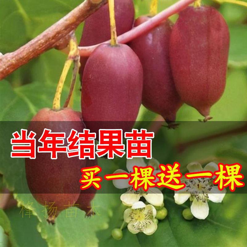 软枣猕猴桃苗自花授粉树果树果苗红心带土盆栽地栽伊赛软枣子树苗