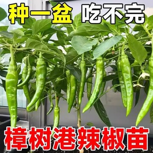 Line Pepper Seedlings Four Seasons Balcony Pot Planting Good Chilli Seedlings Thin Skin Pepper Hangjiao Seedlings Spring Garden Vegetable Seedlings