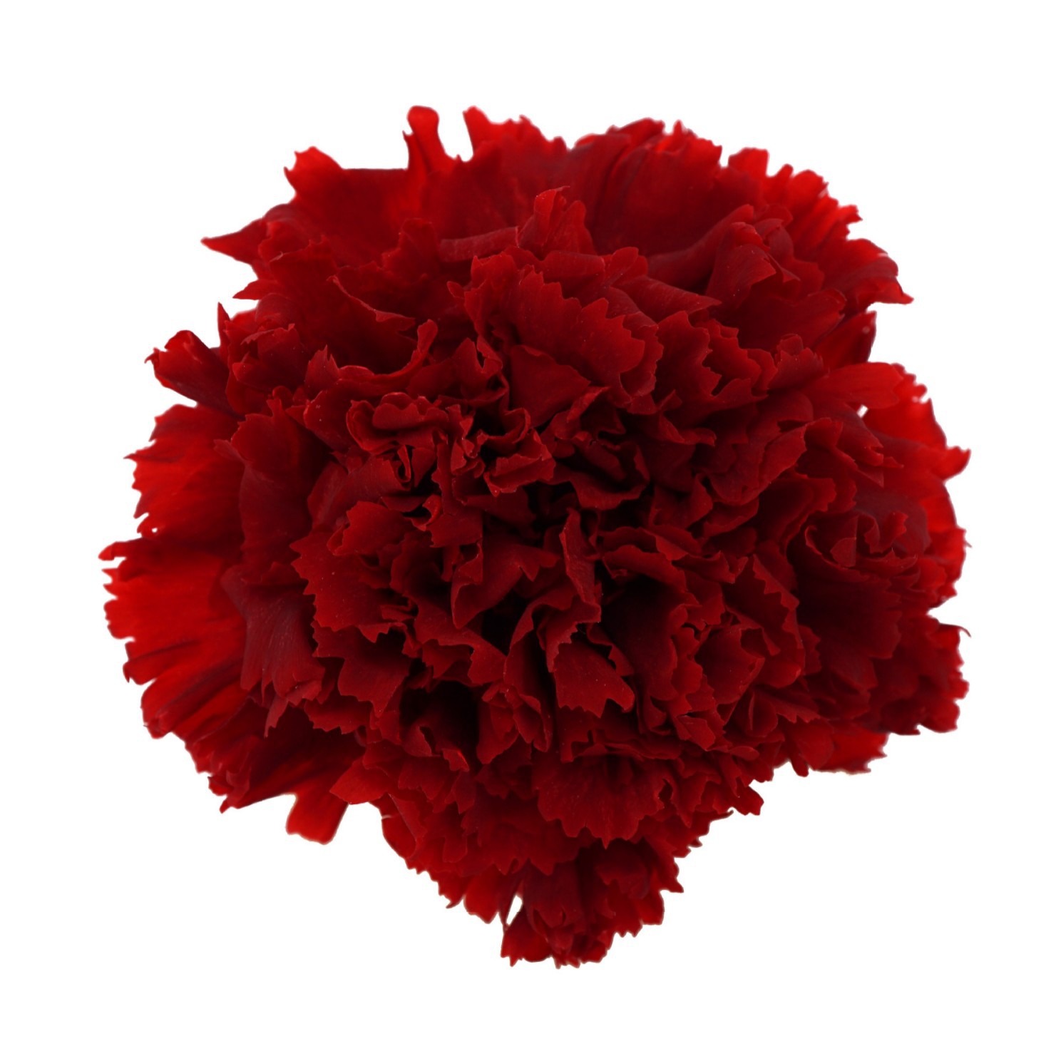 Grado una flor eterna clavel flor cabeza 4-5cm8 DIY FLORAL enseñanza caja de regalo del Día de la Madre fábrica al por mayor