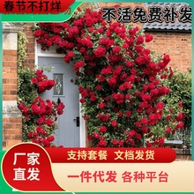 һ�����l�ٱ��¼�������ļ��_���¼�����������¼�����ͥԺ��