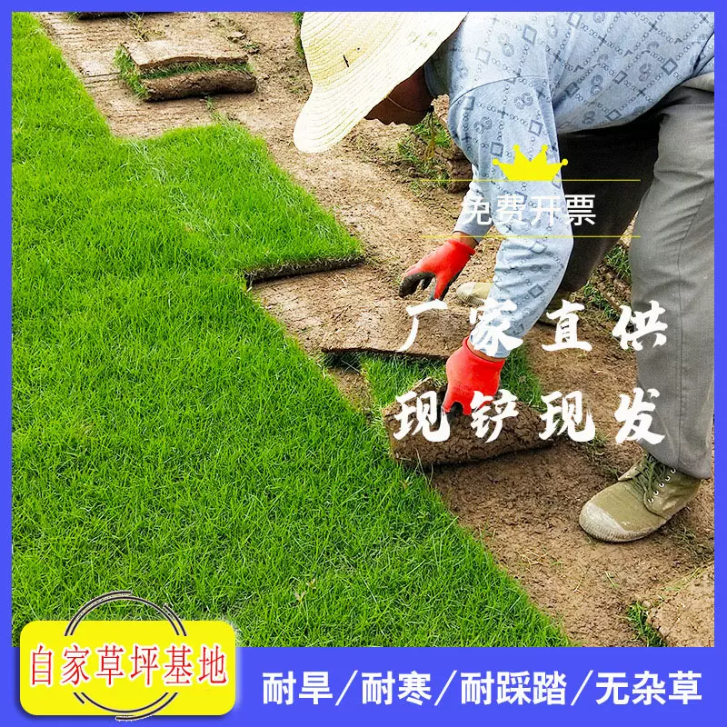 绿化草皮真草坪带泥草卷四季常青百慕大马尼拉果岭草庭院耐寒易活