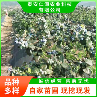 �{ݮ�� �����{ݮ��Ʒ�N��B ����2���{ݮ��r�� H5�{ݮ��