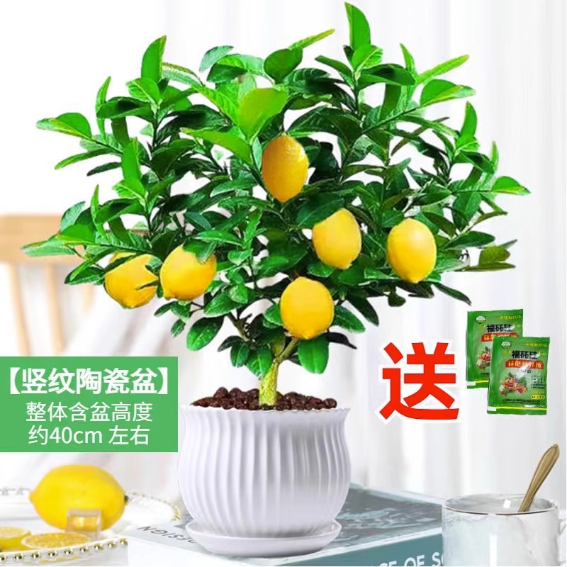 Perfume semillas de limón frutas en maceta comestibles perfumes fuertes repelentes de mosquitos buenas plantas de interior de flores de cuatro estaciones