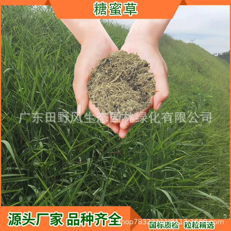 Инженерство склонов Озеленение Семена газона Легко сажать Засухостойкая Меласса семена травы Смешанный посев Семена травы Защита склонов и фиксация почвы