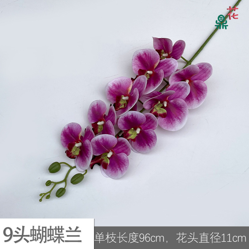 9 phalaenopsis GFG #56 녹색 코어 로즈 레드