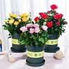 Rose seeds four seasons of indoor potted flowers seeds, all kinds of easy -to -grow live outdoor flowers green plant flower seeds