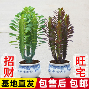 ֲ�������ش��҃ȿ͏d�k����������ؔ�Gֲ����������辰���B