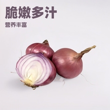 紫红皮洋葱 一级果代发批发级5斤装新鲜果蔬接单批发河南产地直发