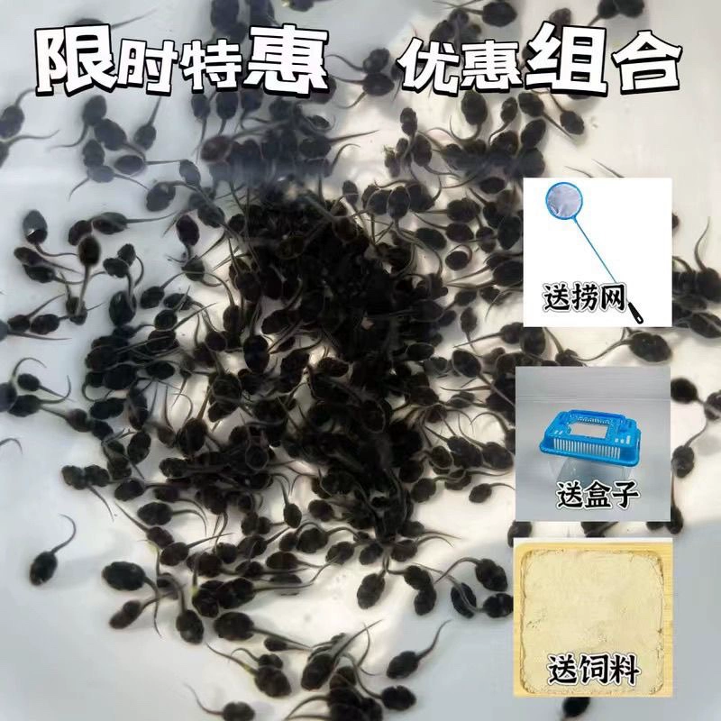 Рыбки-головастики, головастики лягушек, корм для детского сада, наблюдение за головастиками, живые животные, ящик для живой доставки, аквариумные питомцы