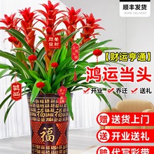 鸿运当头盆栽客厅办公室内四季常青大型绿植富贵花卉发财树大盆栽