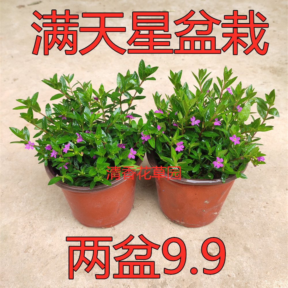 Gypsophila Potted Plants Bloom in All Seasons, Balcony Living Room Desktop Green Plants, Office Flowers Purify the Air and Absorb Formaldehyde